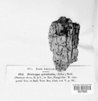 Nemania quadrata image